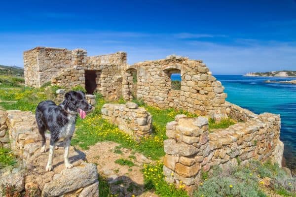 Hund auf Korsika auf einem Felsen vor einer Ruine