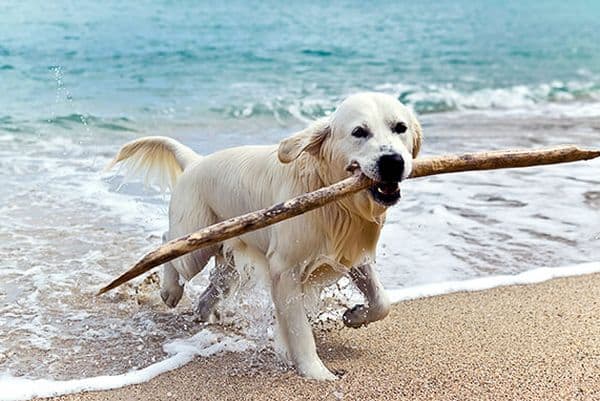 Hund spielt am Strand von Korsika