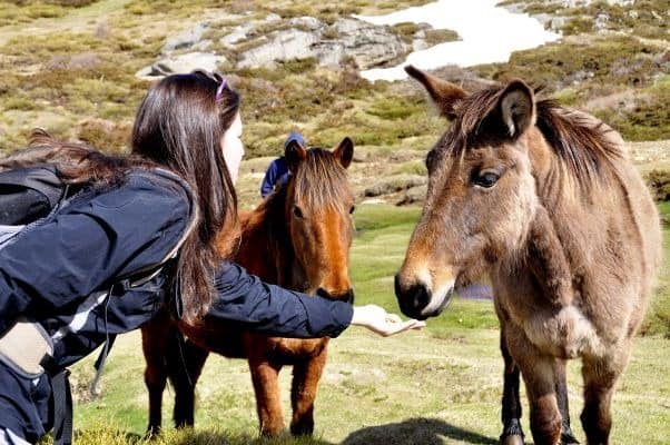 Frau füttert auf Korsika wilde Pferde auf einer Wiese