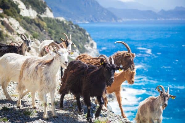 Mehrere Ziegen auf einer Klippe auf Korsika