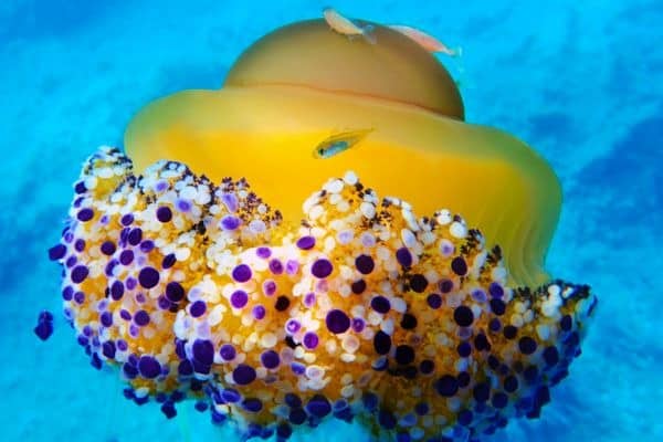 Mediterrane Eierqualle in leuchtendem gelb und lila