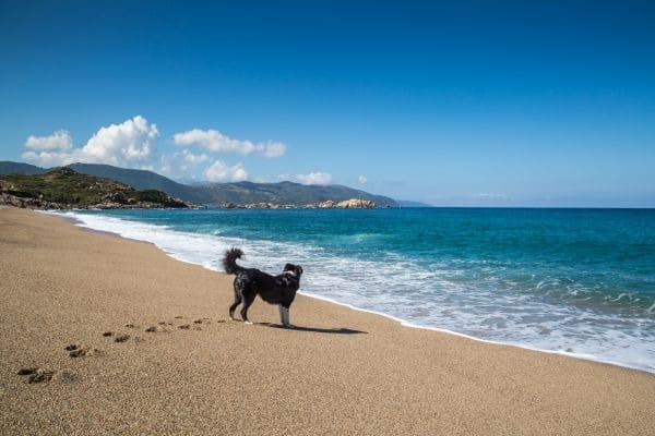 Hund am Strand von Sagone auf Korsika