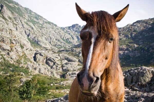 Braunes Pferd in den Bergen von Korsika