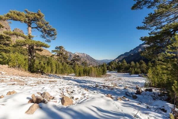 Winterlandschaft mit Schnee, Bergen und Pinien bei Haut Asco auf Korsika